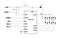 MONOLITHIC POWER SYSTEMS (MPS) MP3318GC-Z