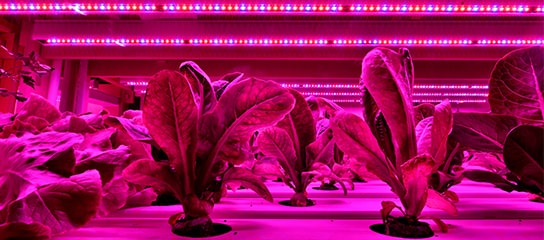 Horticulture